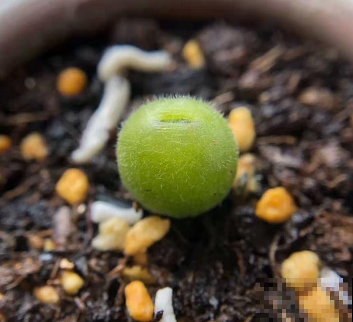 这种“小家伙”叫毛肉锥，毛茸茸，圆鼓鼓，比河豚还“霸气”！