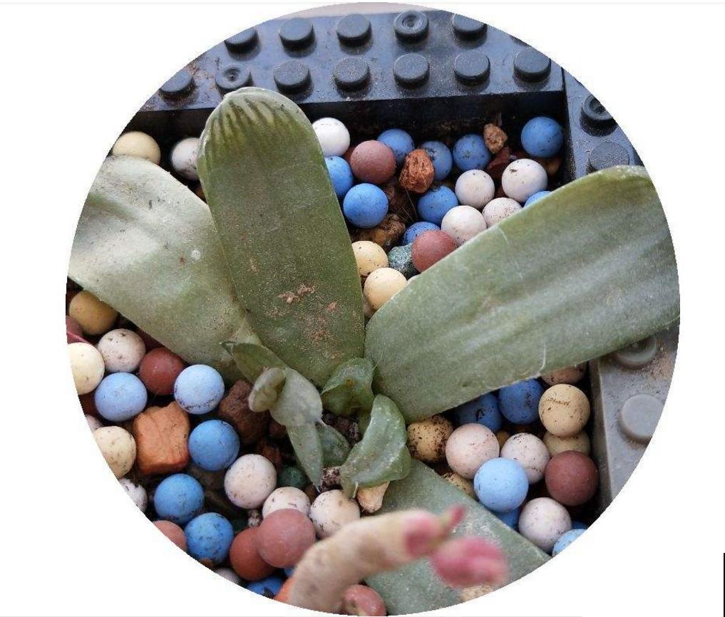 多肉卧牛,丑萌丑萌的,养起来超省心! 多肉卧牛,丑萌丑萌的,养起来超省心!