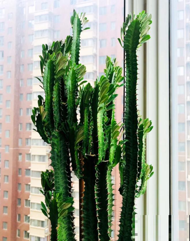 15种镇宅花，家里摆一盆，镇宅旺运超霸气！