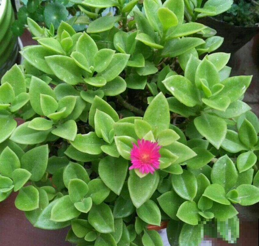 吊兰、绿萝养腻了,养盆牡丹吊兰,叶绿花红花期长! 吊兰、绿萝养腻了,养盆牡丹吊兰,叶绿花红花期长!