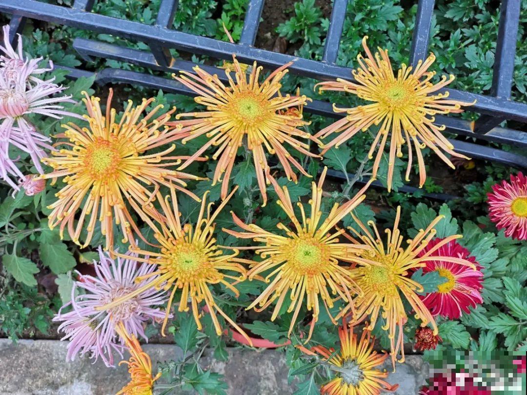 你在哪个城市，最适合养的花就是它！