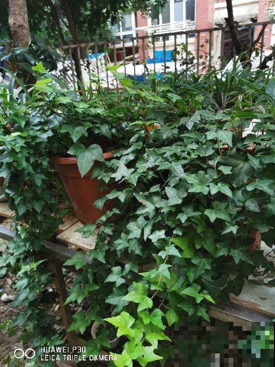 适合秋冬养的“懒人花”，太勤快养不好，越懒养得越好