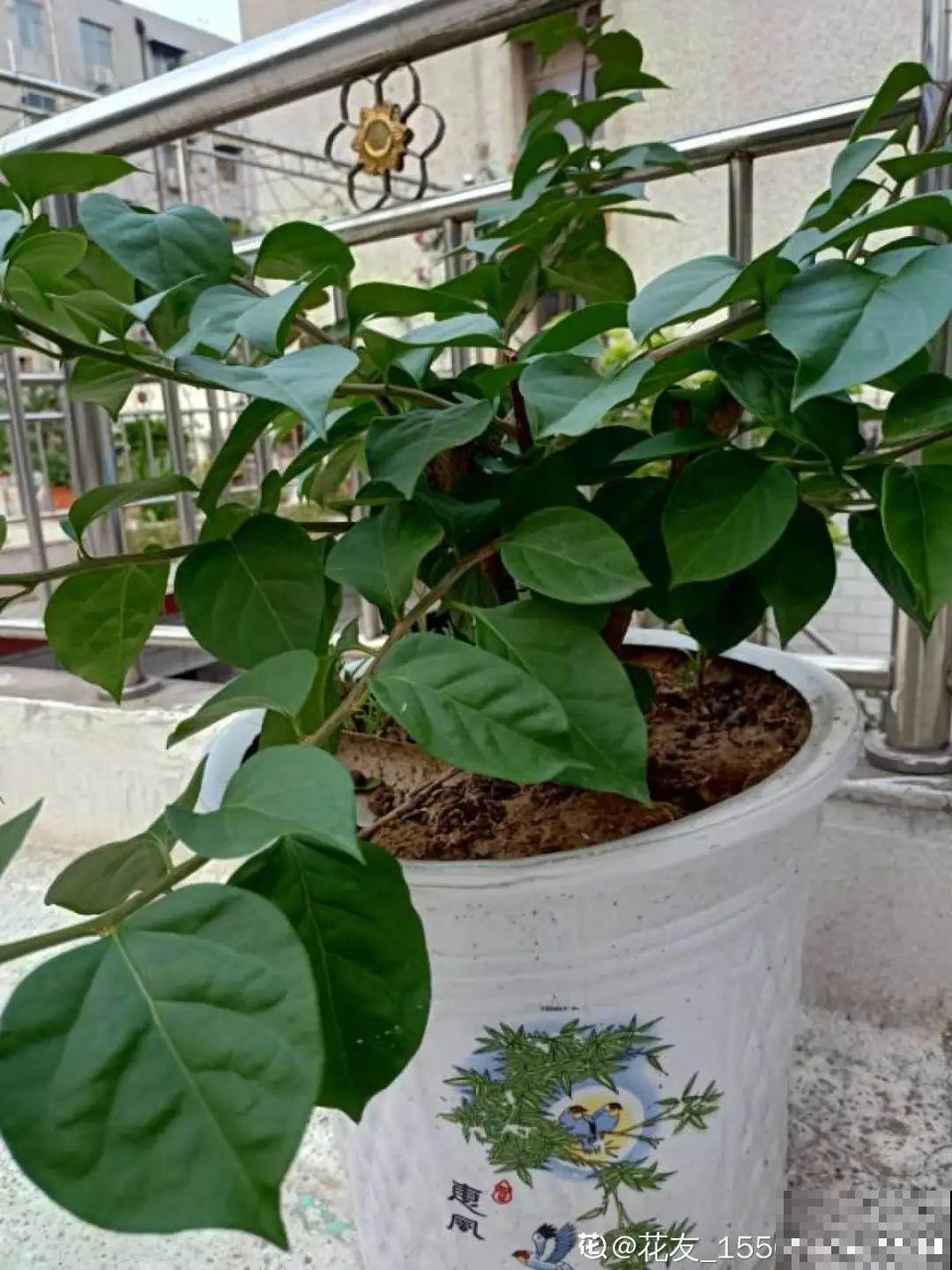 养三角梅，这几点做不对，光长叶子不开花！