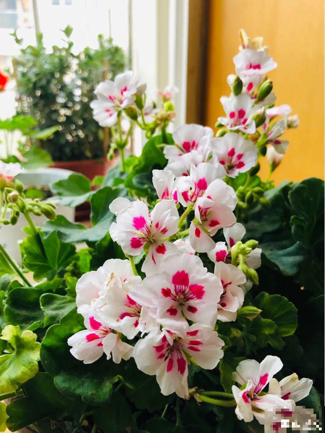 南方花友请注意，这几种花先别买，买回家就挂！