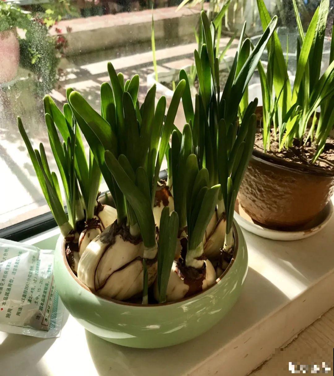 冬天啥花都可以不养，唯独这一种，不养亏大了！