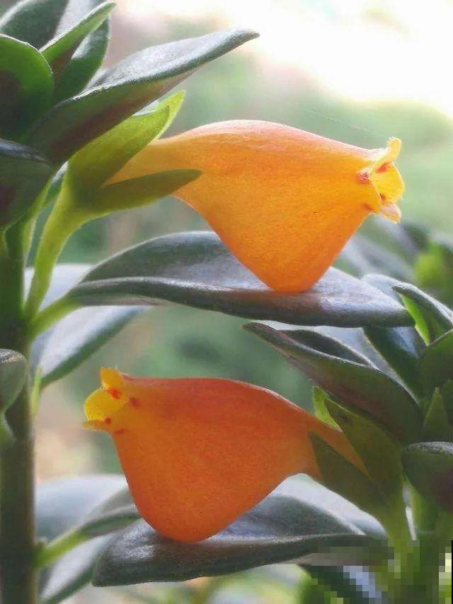 冬天就养耐阴花，没光也能开爆盆，扔角落自己疯长！