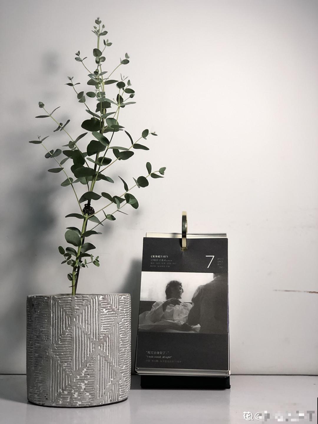 15种镇宅花，家里摆一盆，镇宅旺运超霸气！