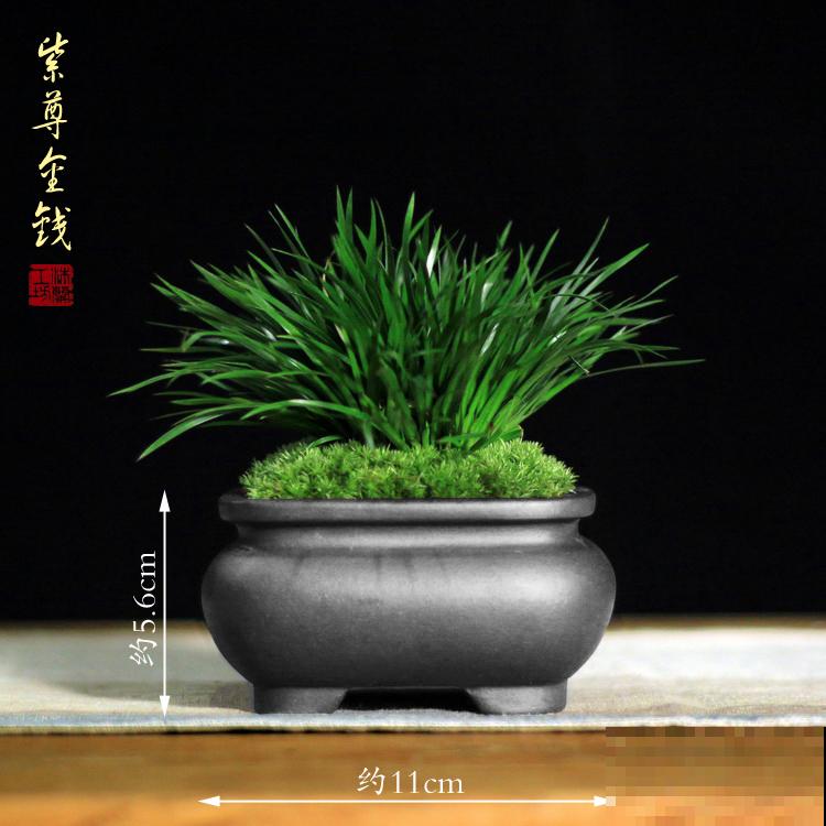 家里养盆“吉祥竹”，枝干翠绿有生机，寓意日子节节高