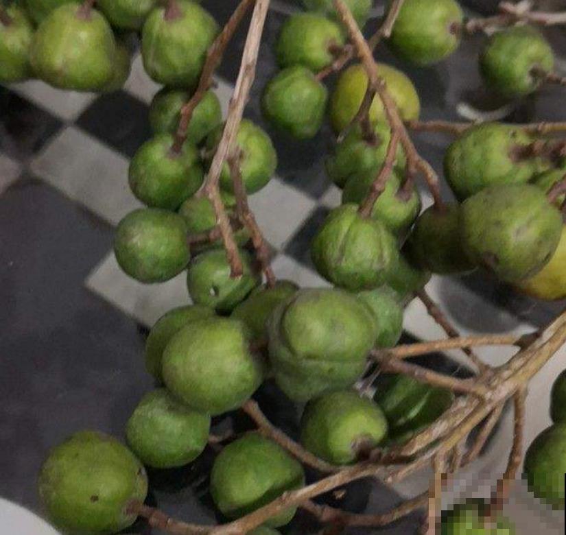 油患子树用处多多，果子沾水搓一搓，比香皂还好用！