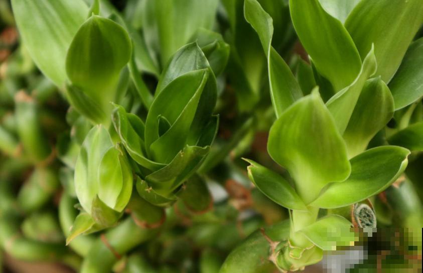 秋天富贵竹易黄叶,找准原因,翠绿一整秋! 秋天富贵竹易黄叶,找准原因,翠绿一整秋!