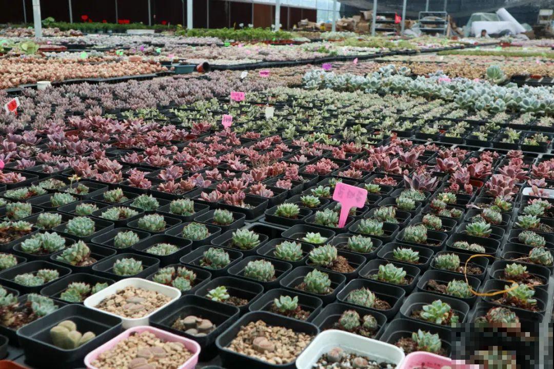 逛花市必买的花，十月入手刚刚好，不买亏大了！