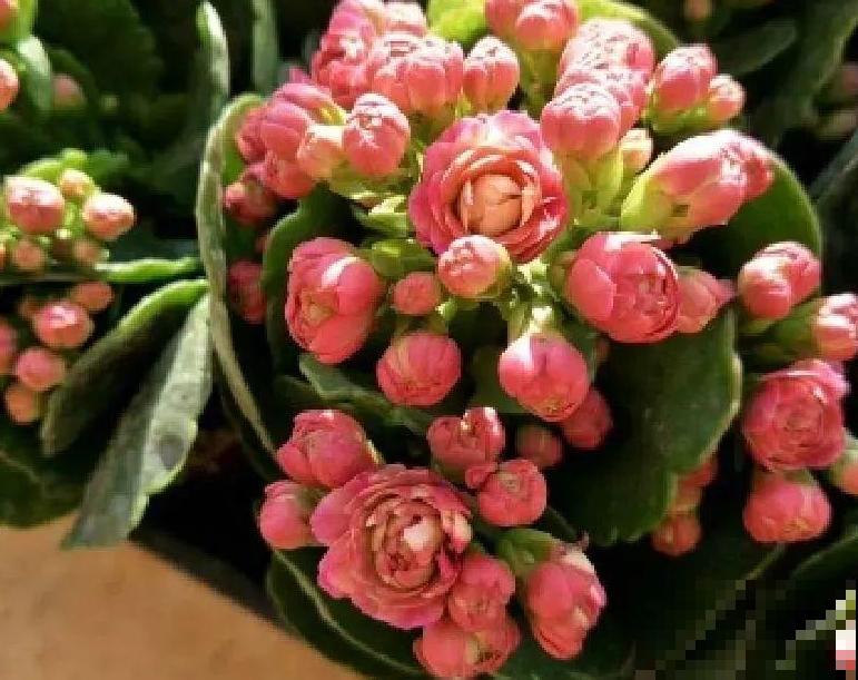 秋天不养长寿花,实在是太亏了,养10盆都不嫌多 秋天不养长寿花,实在是太亏了,养10盆都不嫌多