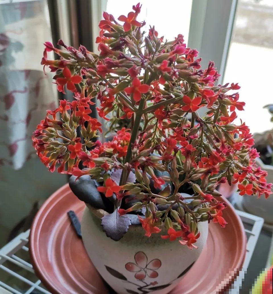 水浇多了，快把土刨掉，否则花3天必死！