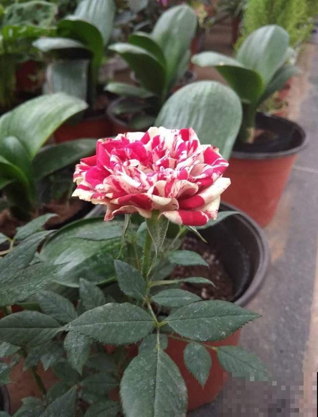 月季苗挑选很重要，规格选不对，努力白费！