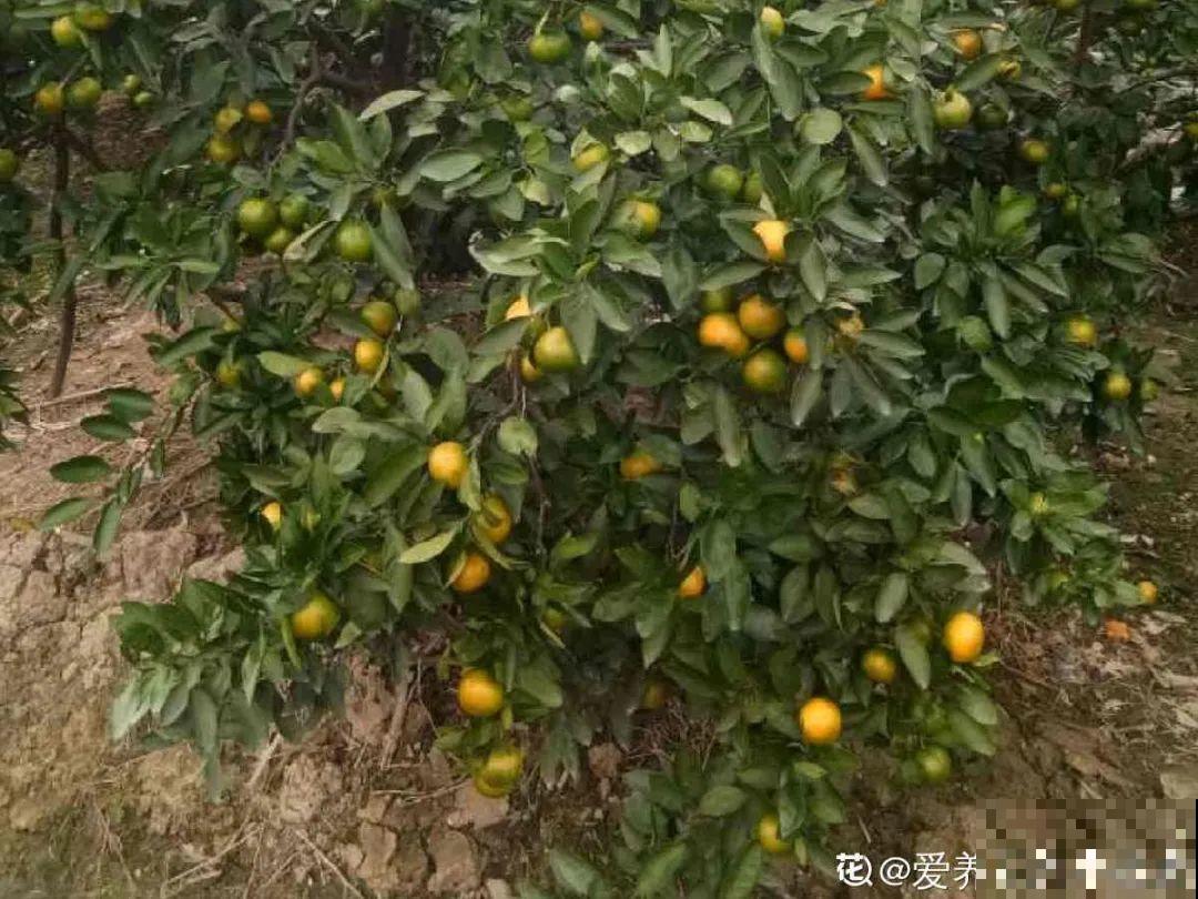 现在开始埋冬肥了,月季补一补,明年满枝爆花! 现在开始埋冬肥了,月季补一补,明年满枝爆花!