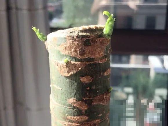 秋天降温快，家里养这9种花，要赶紧搬进屋了