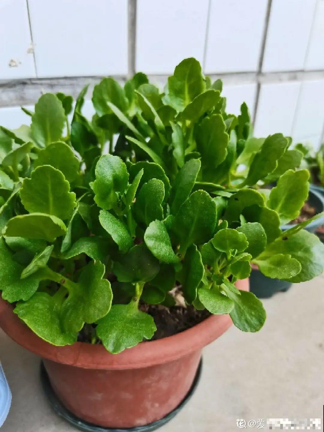 秋天不养长寿花,实在是太亏了,养10盆都不嫌多 秋天不养长寿花,实在是太亏了,养10盆都不嫌多