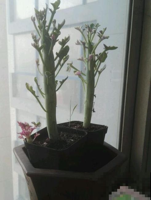 秋天养棵七宝树，长得像黄瓜，冬天开出小黄花！