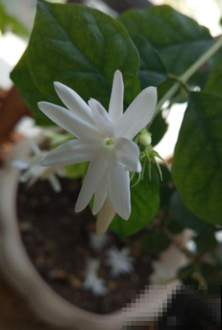 调味品也能养花，用水兑一兑、喷一喷，花朵长疯了！