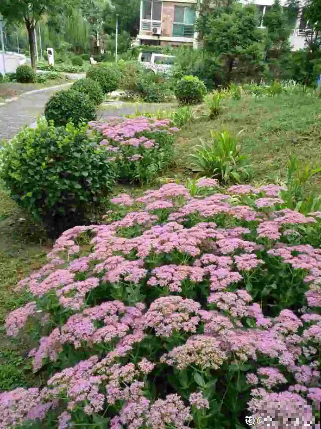 白菜在家养了8年,养成了老桩,长得可旺盛! 白菜在家养了8年,养成了老桩,长得可旺盛!