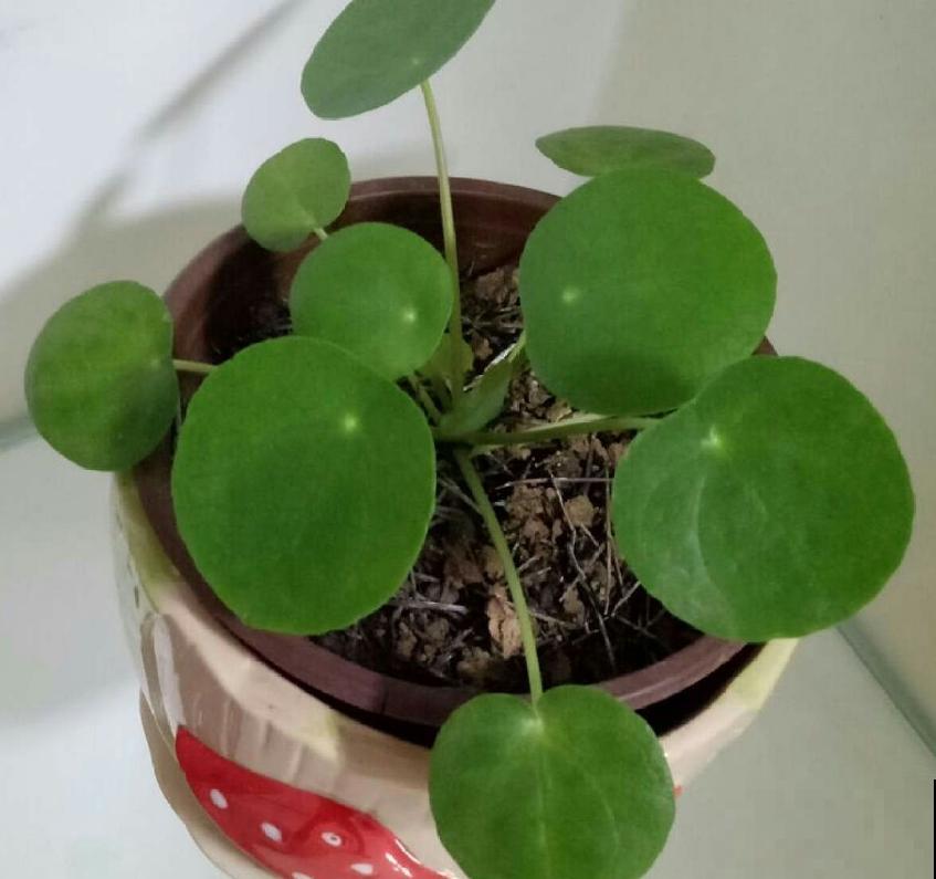 镜面草适合在家养，简单好打理，满盆都是“小绿伞”！