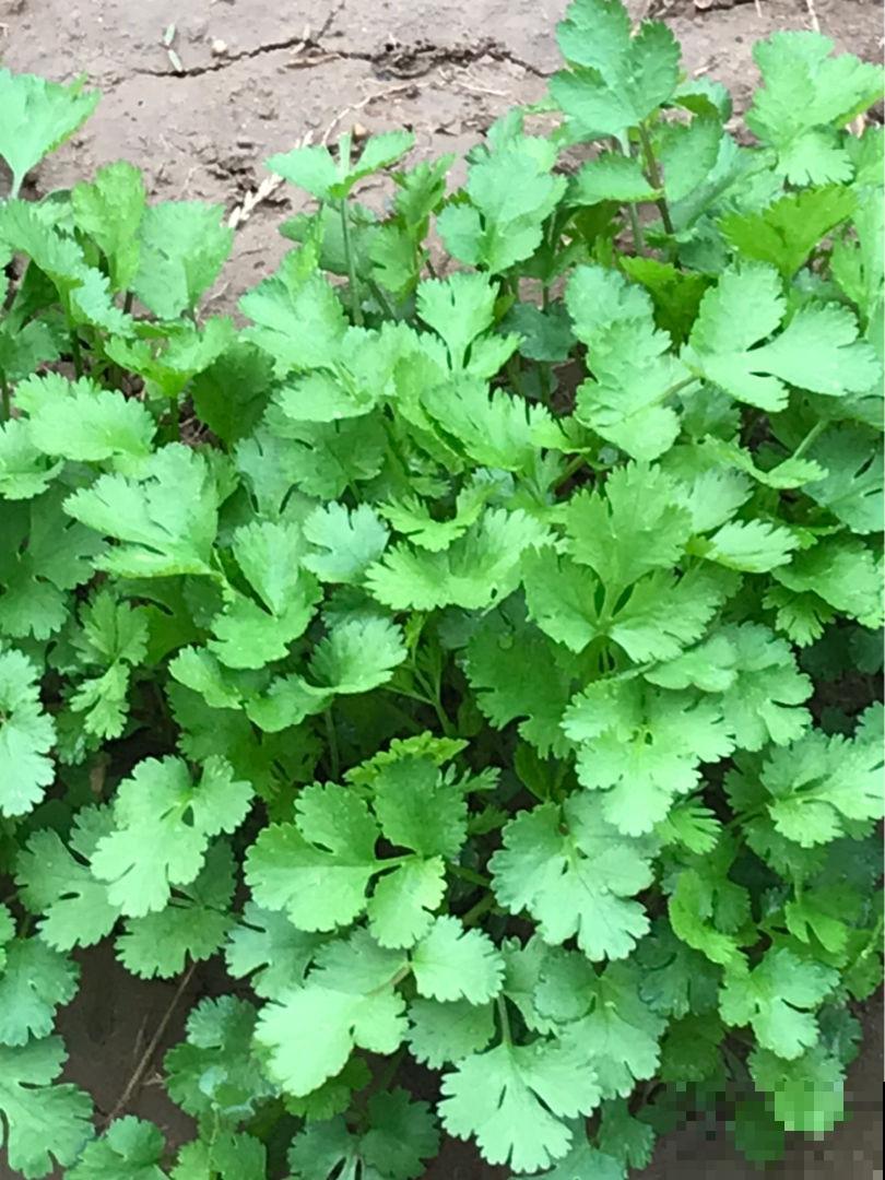 香菜别放保鲜层，盐水焯一下，一年四季都新鲜