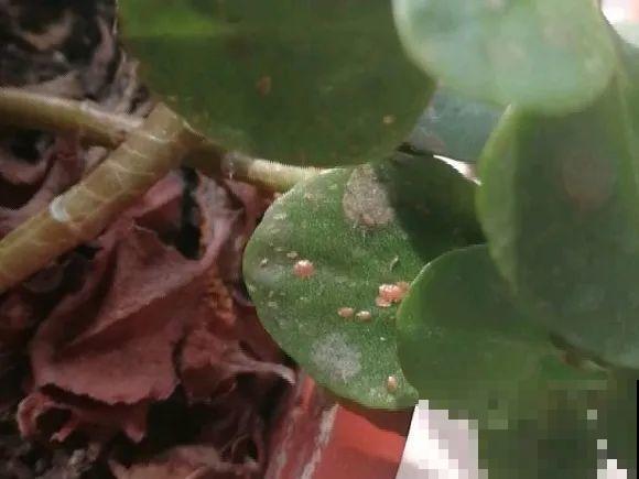 长寿还是地栽长得肥，皮实好养，满头都是花苞