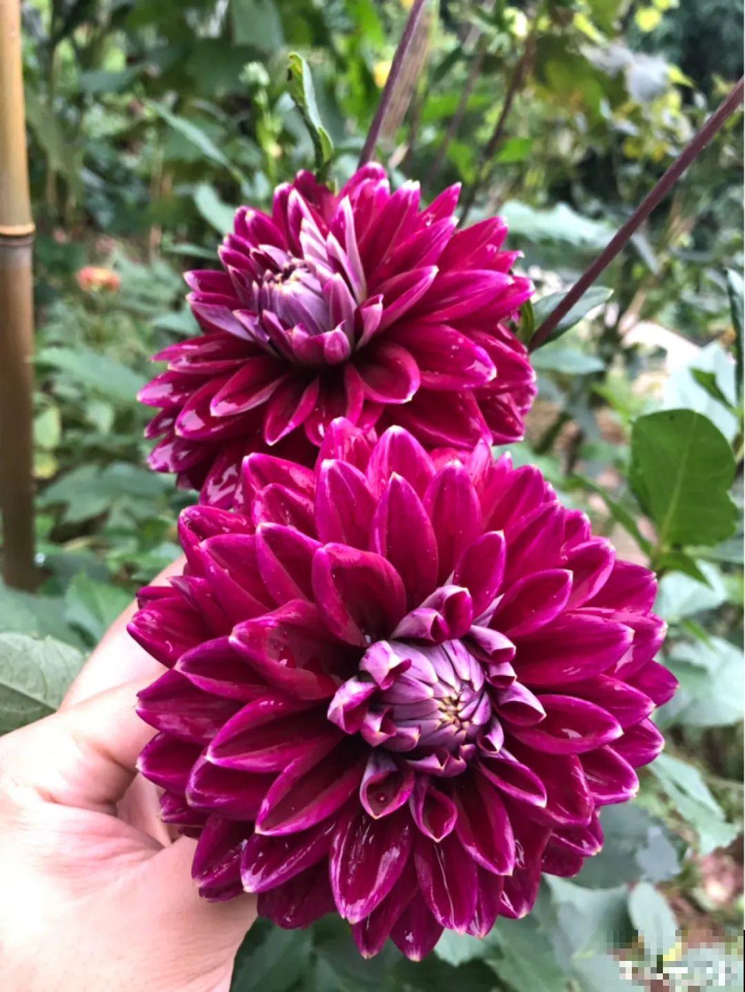 进入11月，大丽花要挖出来，明年春天再种！