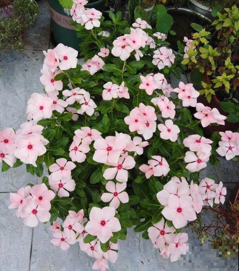 想省心就养这些花,没有病虫害,就爱开花! 想省心就养这些花,没有病虫害,就爱开花!