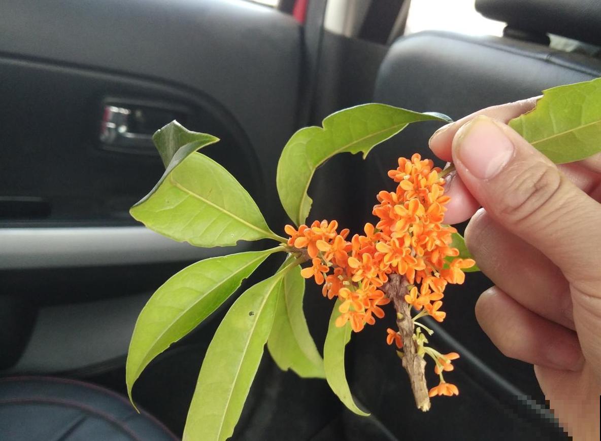 天冷要养生，这2种花茶没喝过，不算合格的“养生人”！