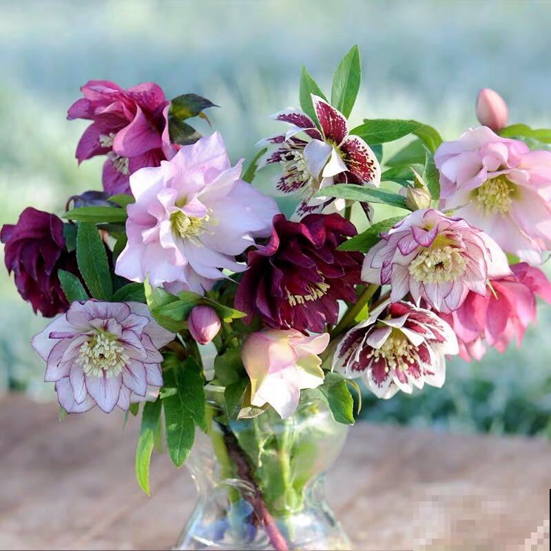 冬天养盆铁筷子,-20℃也能活,大雪天照样呼呼开花! 冬天养盆铁筷子,-20℃也能活,大雪天照样呼呼开花!