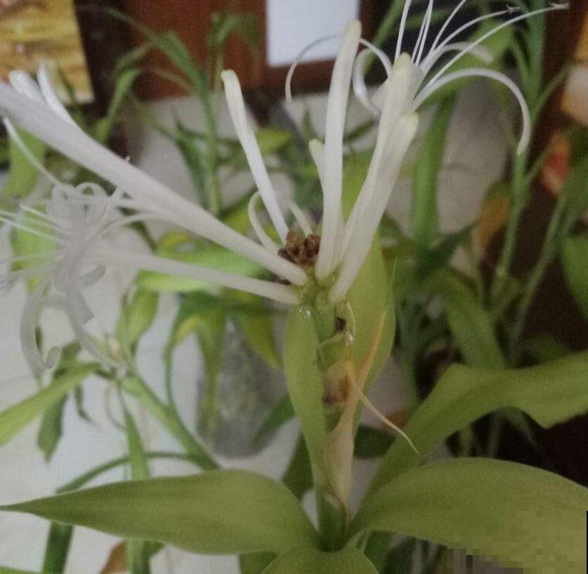 富贵竹开花你见过吗？很美很仙，神似曼珠沙华！