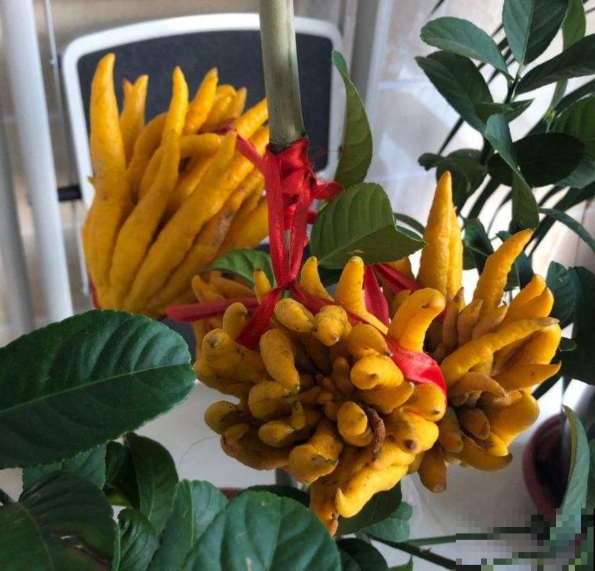 全能的佛手，一瓜多吃，观赏食用两不误！