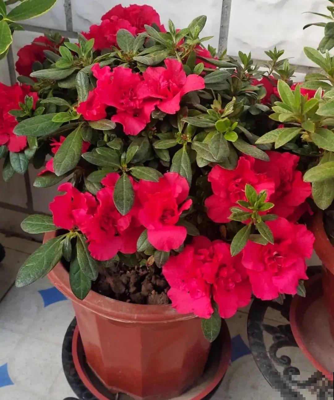 8种贵花，一盆好几百，有钱了一定要买一盆！