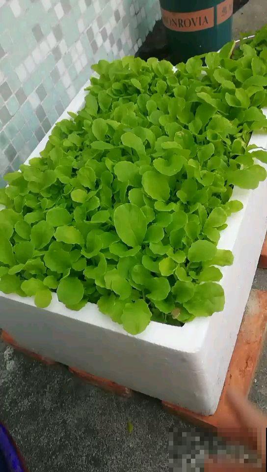 在家阳台上,找个泡沫箱种菜,俩月吃上嫩蔬菜 在家阳台上,找个泡沫箱种菜,俩月吃上嫩蔬菜