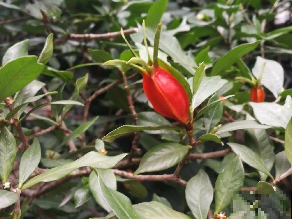 家养的花，开败之后还能炖，一点也不亏