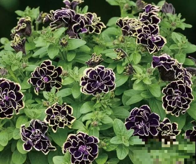 家里养盆矮牵牛，狠心掐一掐，开花更易爆盆