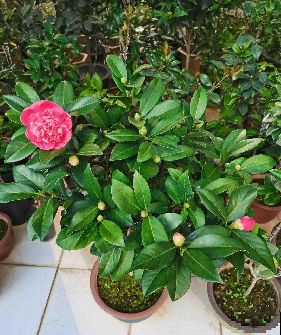 10种耐寒花，提前开始养，过冬无压力！