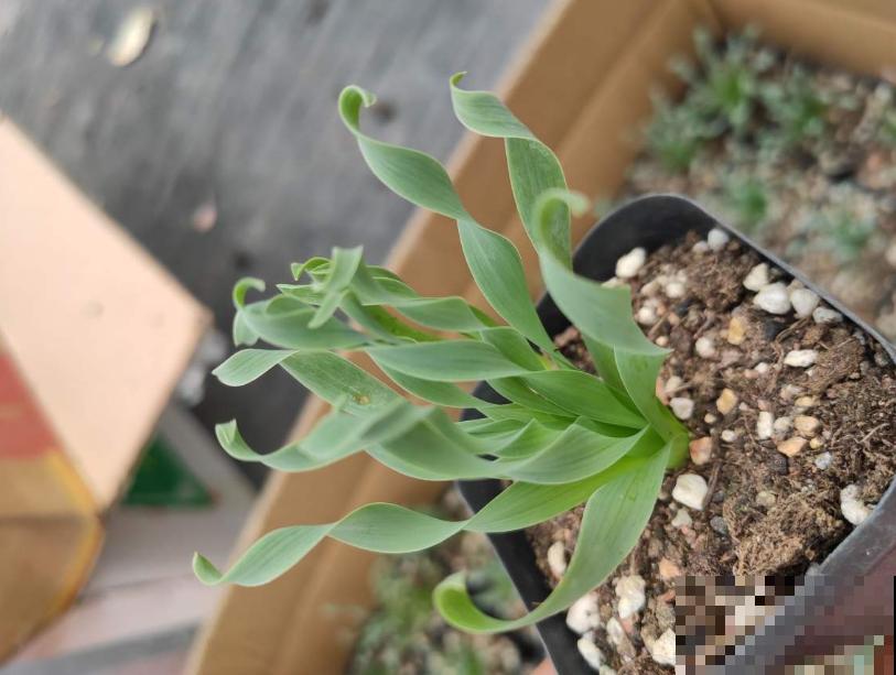 秋冬种盆弹簧草，不走寻常路，一头“卷发”特迷人！