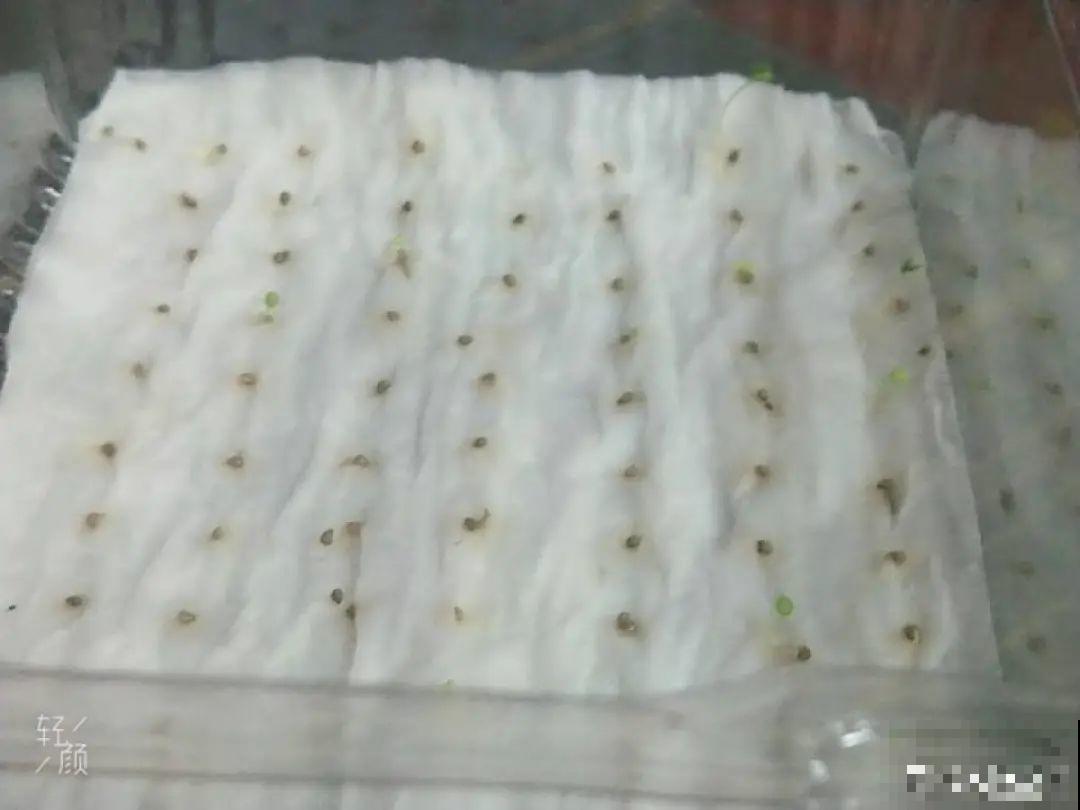 卫生纸催芽法，3天就出芽，根把纸都扎破了！