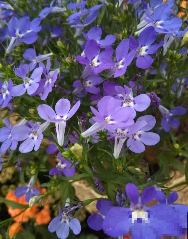 秋季种棵六倍利，很快就开花，花朵撑破盆！