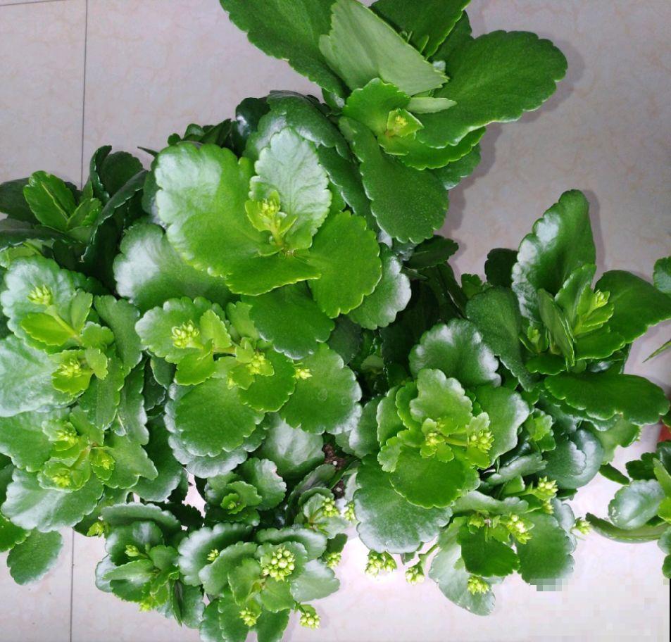 10月养花掐一掐,掐完就来花,盆都塞不下! 10月养花掐一掐,掐完就来花,盆都塞不下!