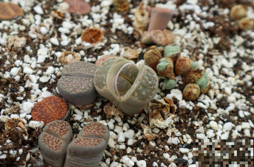 生石花开花别错过，抓紧时间授粉，结出种子美滋滋！