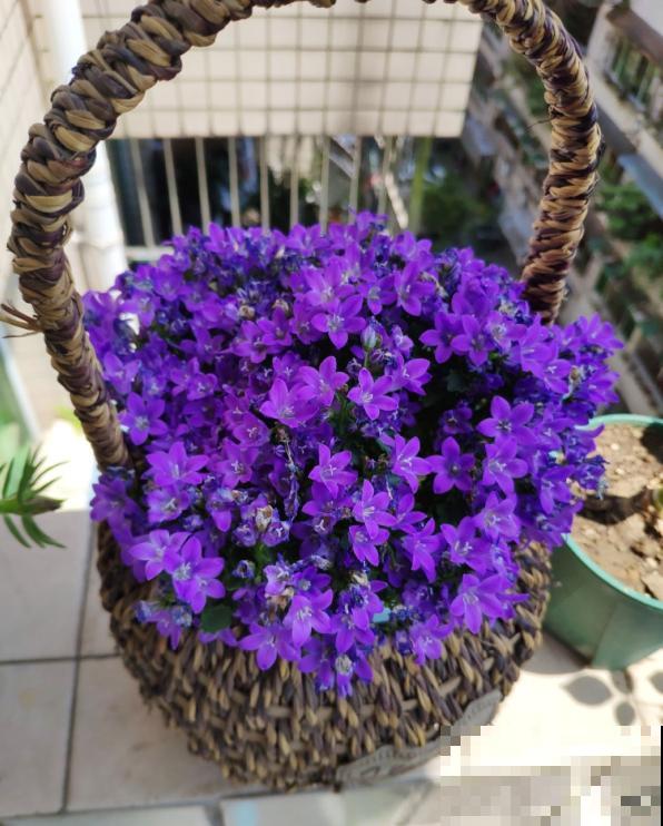 紫莹莹的丹麦风铃草，花朵像小钟，一开花就爆一大盆！