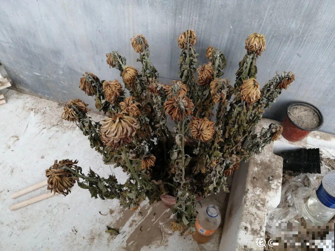 8种花，养嫩不养老，老了要多修剪！