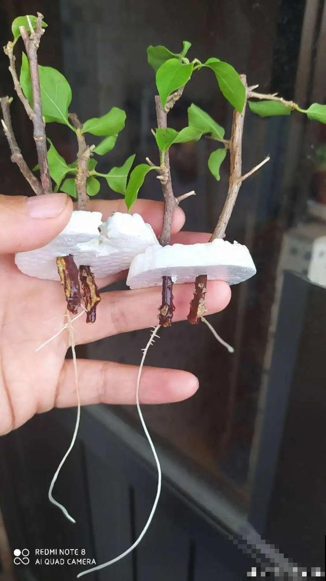 冬天扦插，只用一张塑料薄膜，就能长出小嫩芽