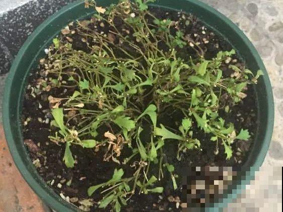 离家半个月，回来花全死了，别扔，还有救！