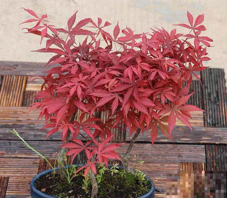 一种花名叫红舞姬,叶子红彤彤,养在家里红红火火 一种花名叫红舞姬,叶子红彤彤,养在家里红红火火