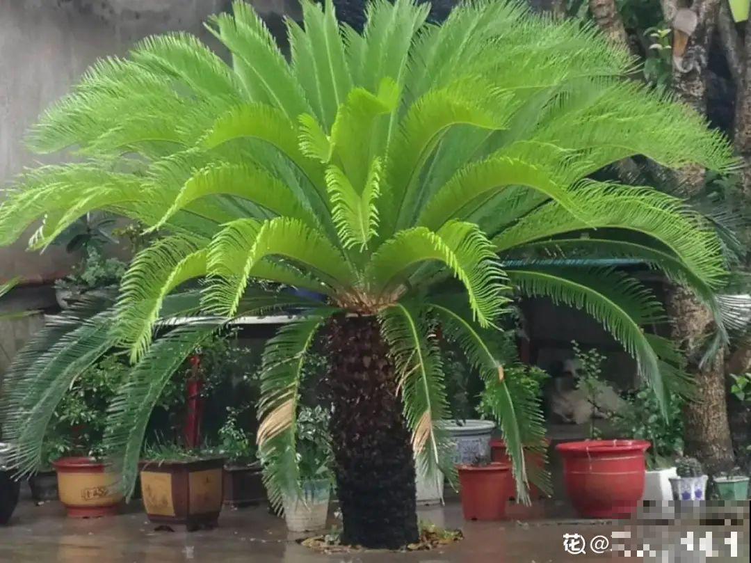 铁树开花，生了一窝“蛋”，千万别乱掏！