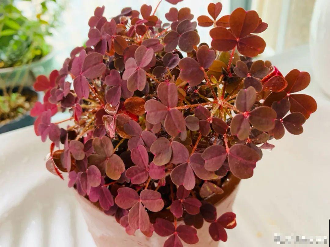 天冷了，花的叶子也能变色，一天一个样！